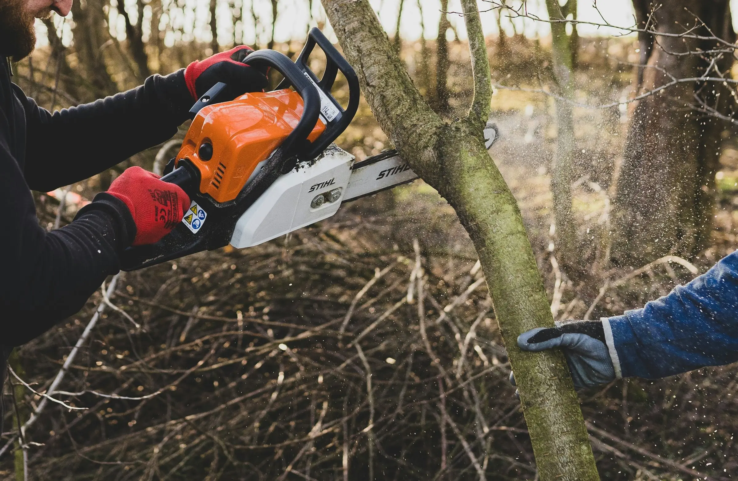 Chainsaw cutting through a small tree trunk while a gloved hand steadies it