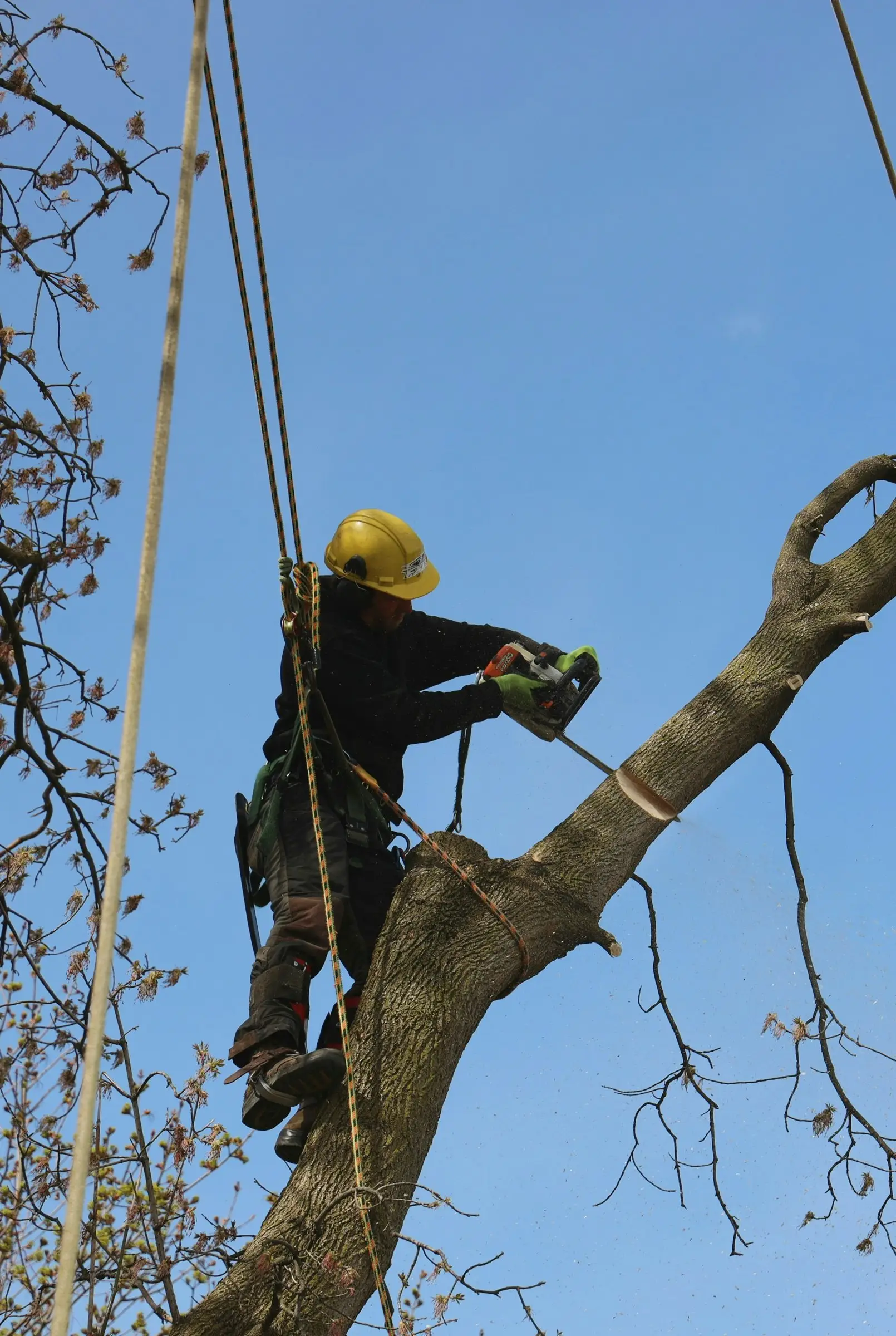 Climber cutting a damaged limb with a chainsaw