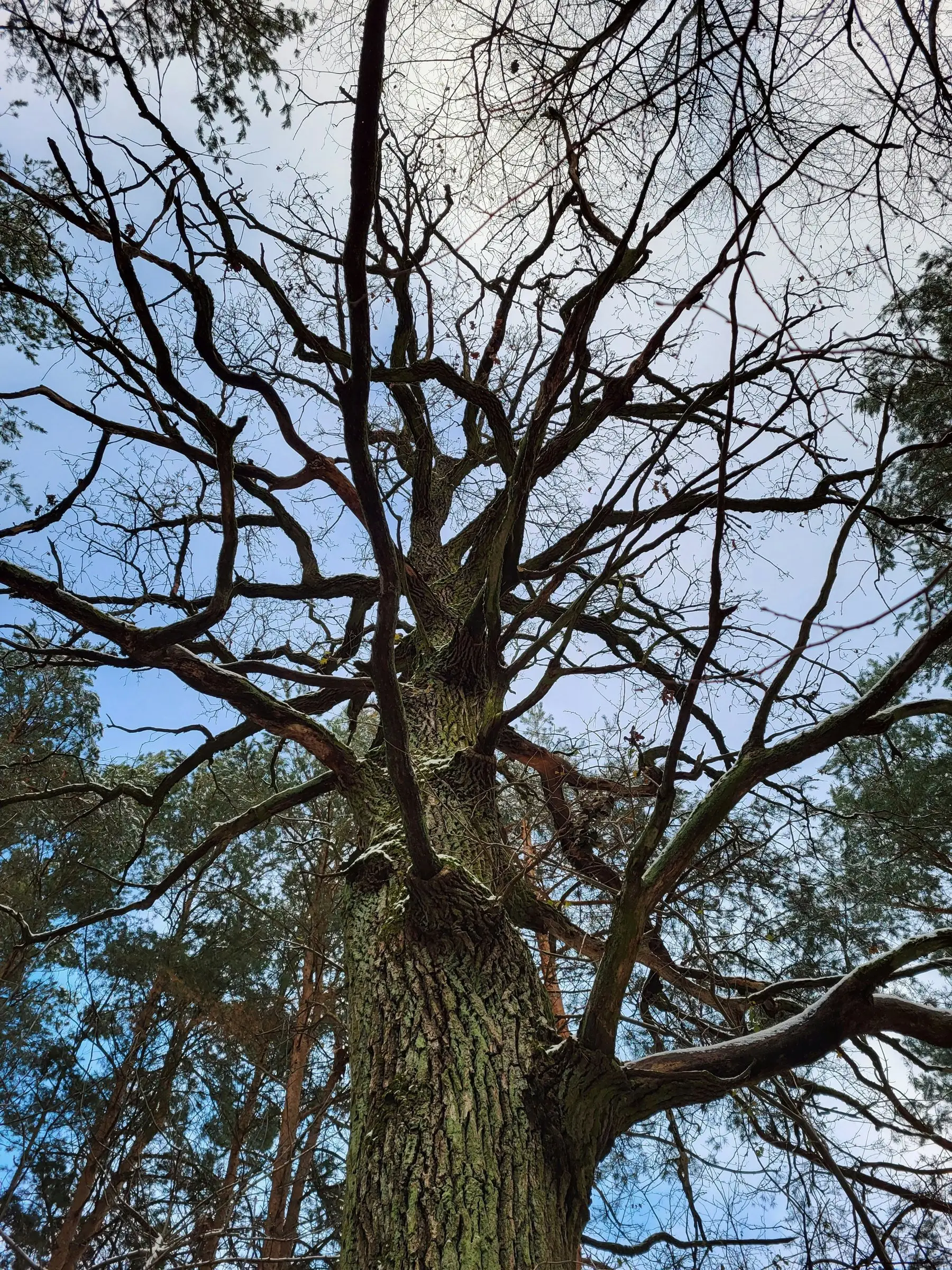 Looking up through the bare winter branches of a large oak tree