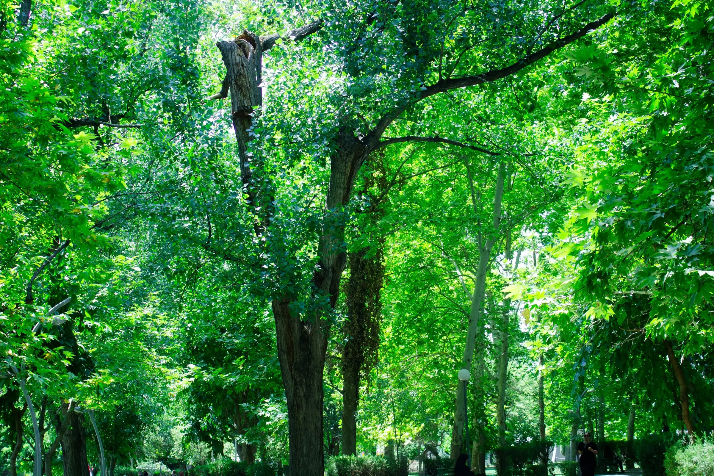 Bright green canopy of mature broadleaf trees in summer